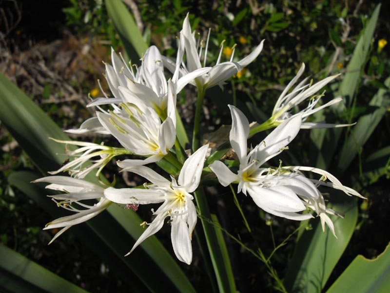 Pancratium illyricum photo